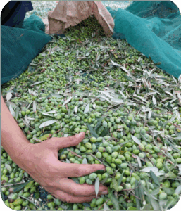 pot_col_2 olive harvesting